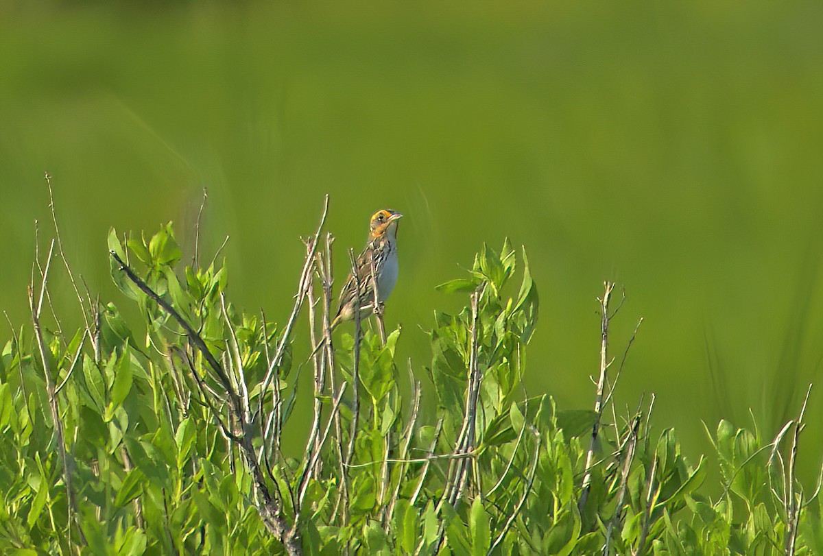 Saltmarsh Sparrow - Peter Briggs