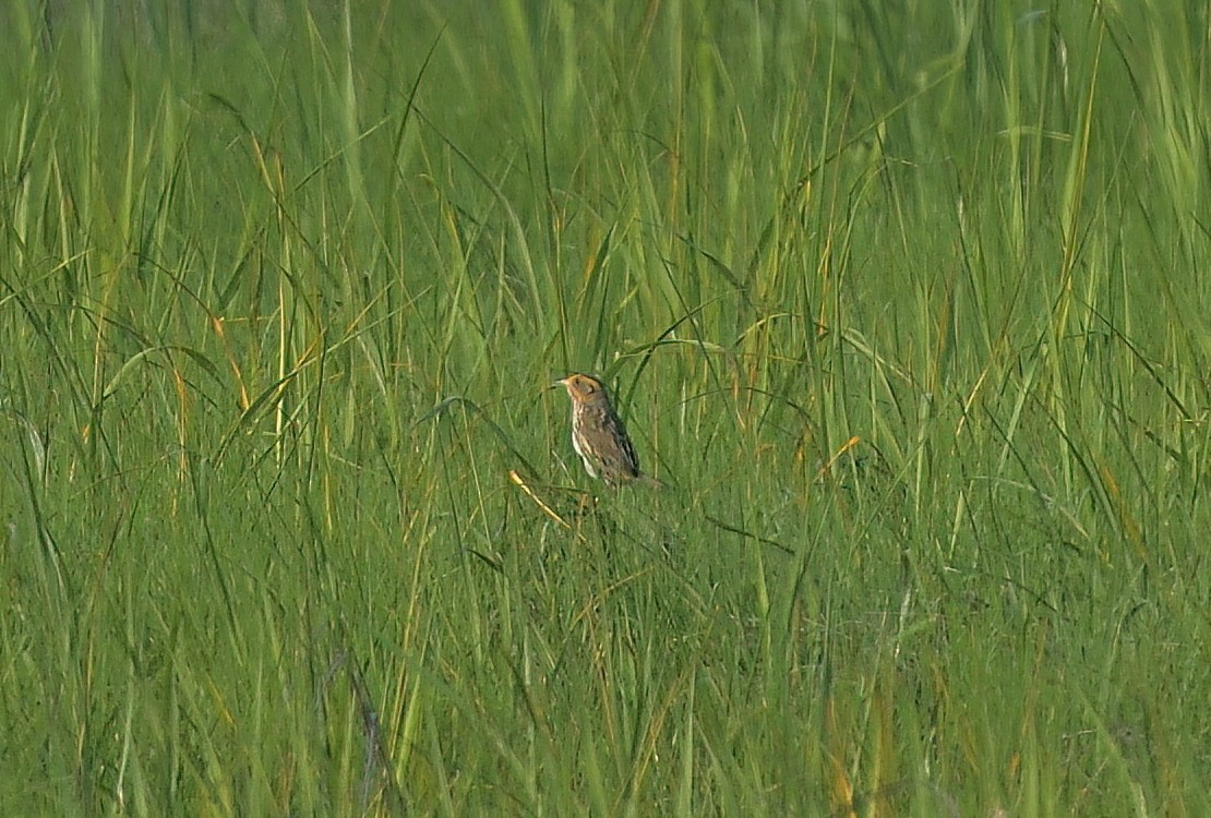 Saltmarsh Sparrow - ML620623056