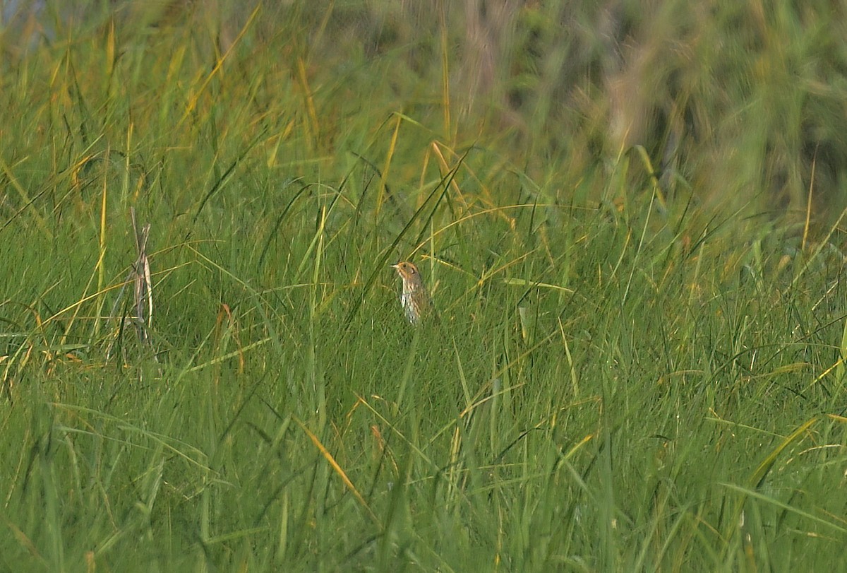 Saltmarsh Sparrow - ML620623057