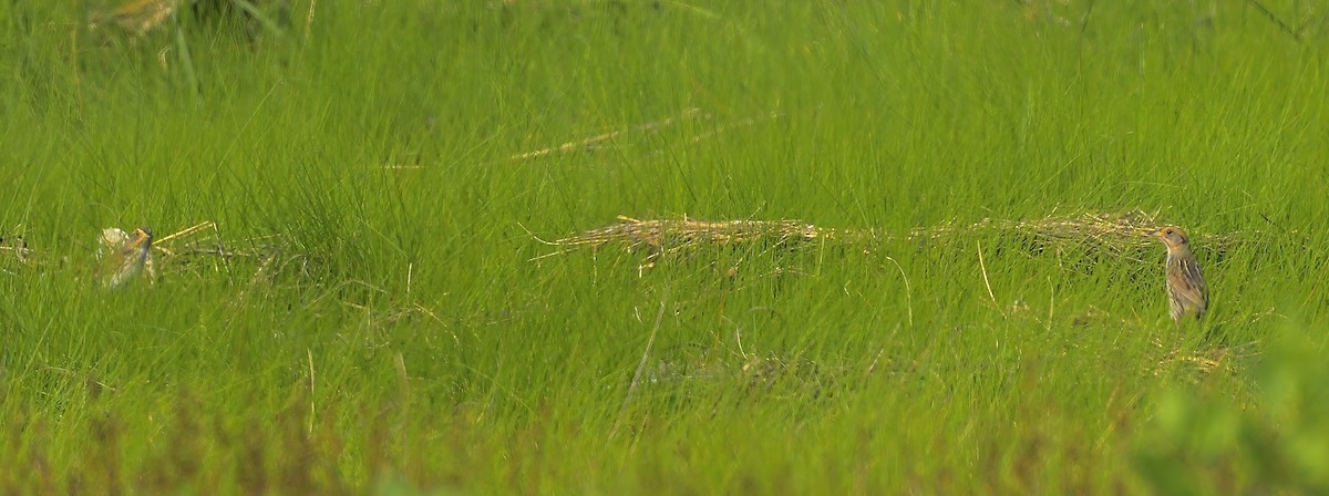 Saltmarsh Sparrow - ML620623058