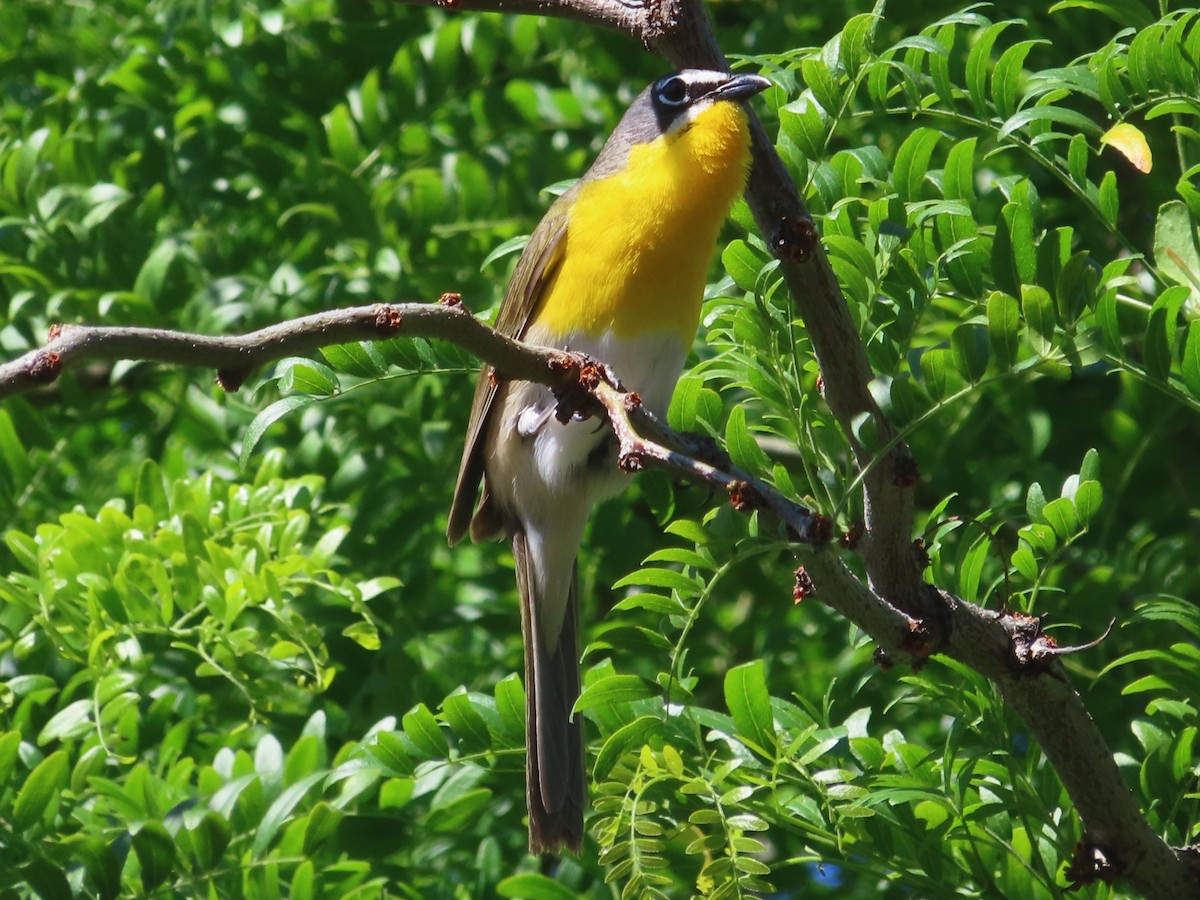 Yellow-breasted Chat - ML620623060