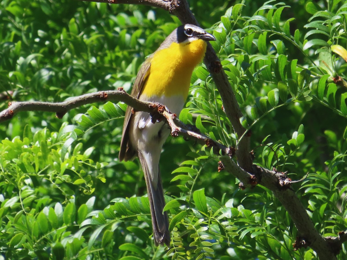 Yellow-breasted Chat - ML620623061