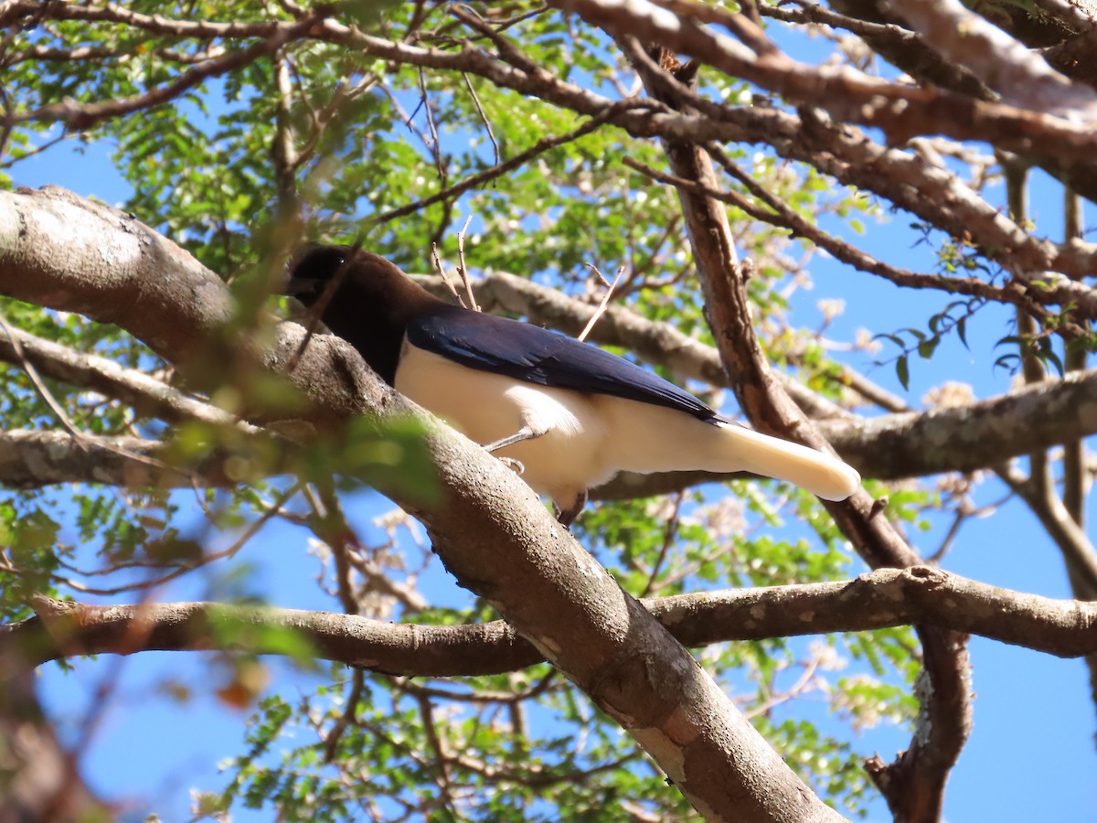 Curl-crested Jay - ML620623065