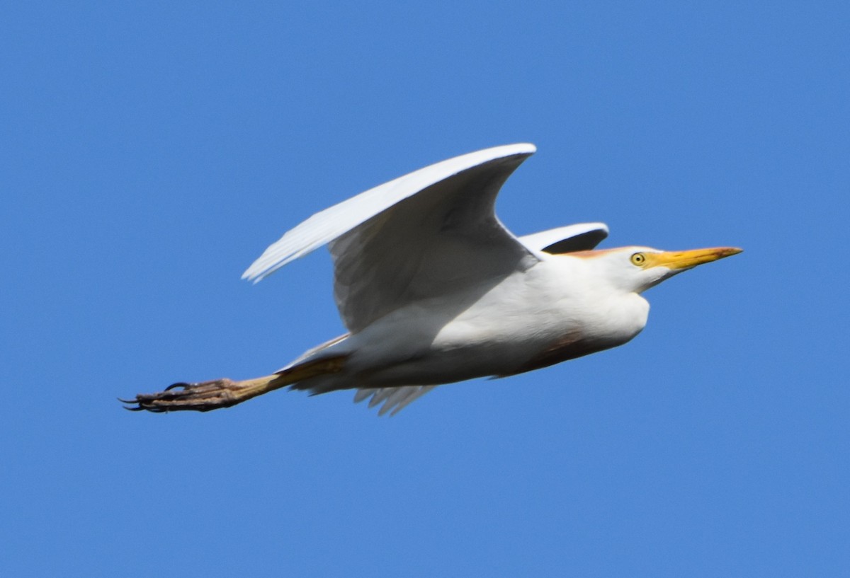 Western Cattle Egret - ML620623066