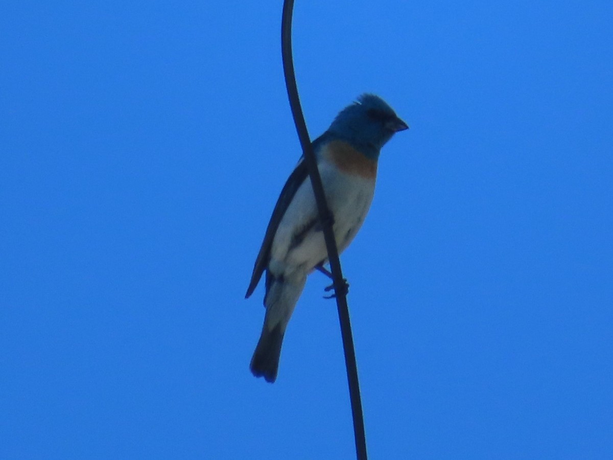 Lazuli Bunting - ML620623069