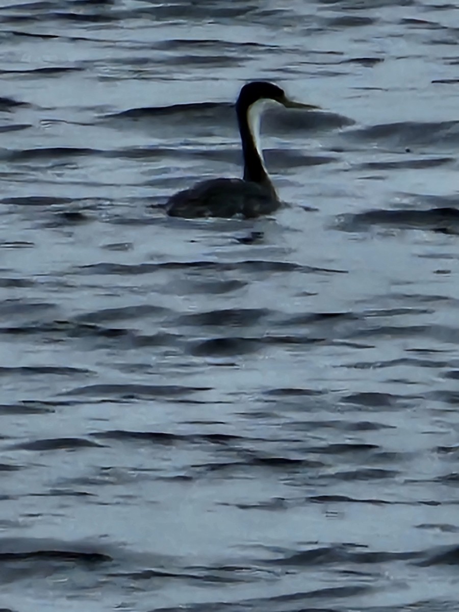 Western Grebe - ML620623070