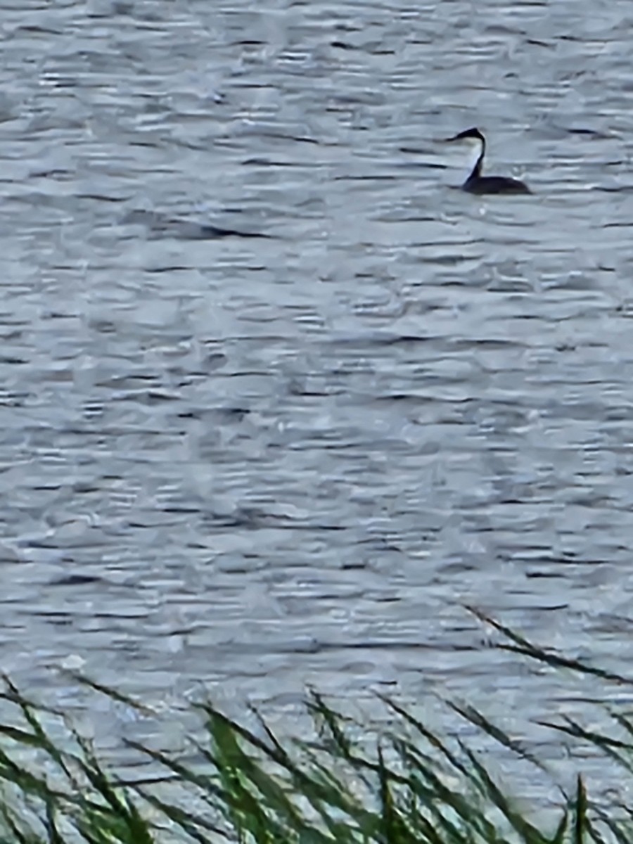 Western Grebe - ML620623071