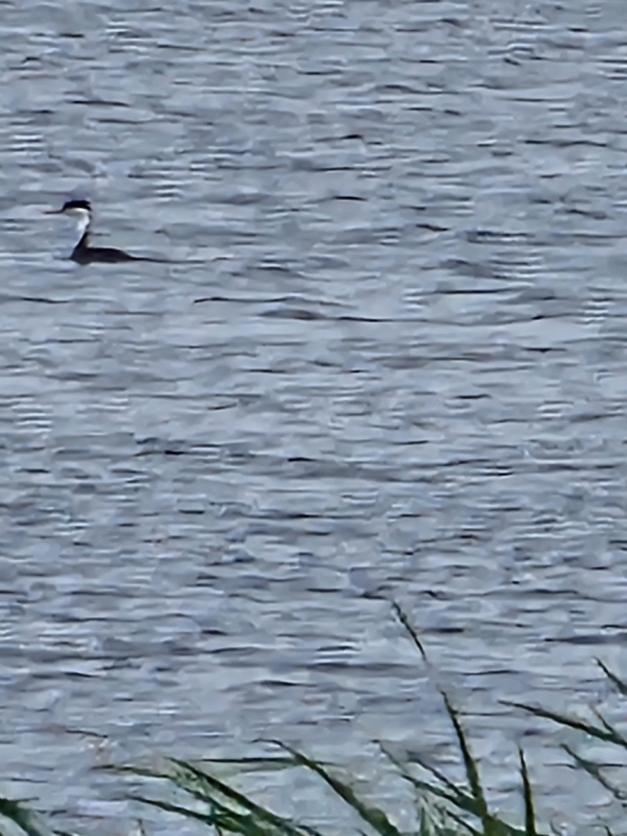 Western Grebe - ML620623072