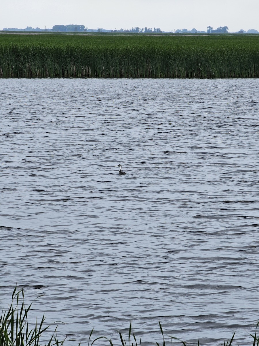 Western Grebe - ML620623073