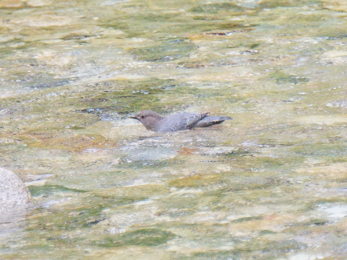 American Dipper - ML620623076