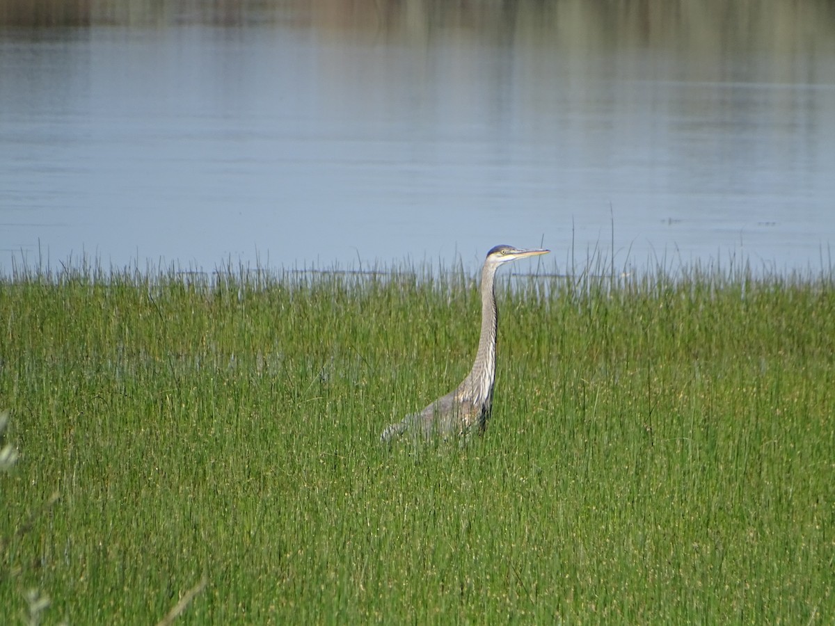 Great Blue Heron - ML620623080