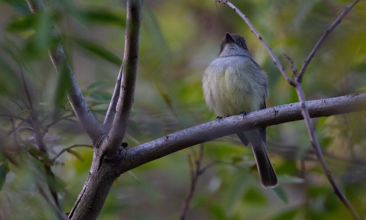 Dusky-capped Flycatcher - ML620623085