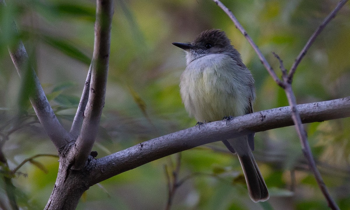 Dusky-capped Flycatcher - ML620623086