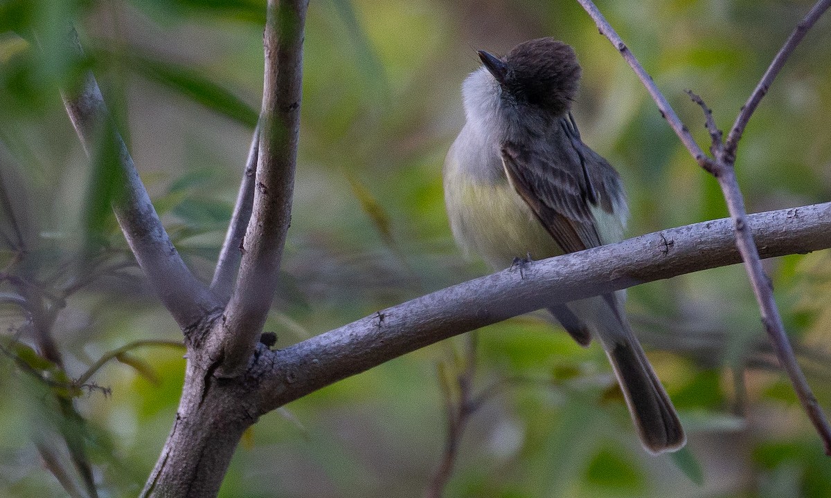 Dusky-capped Flycatcher - ML620623087