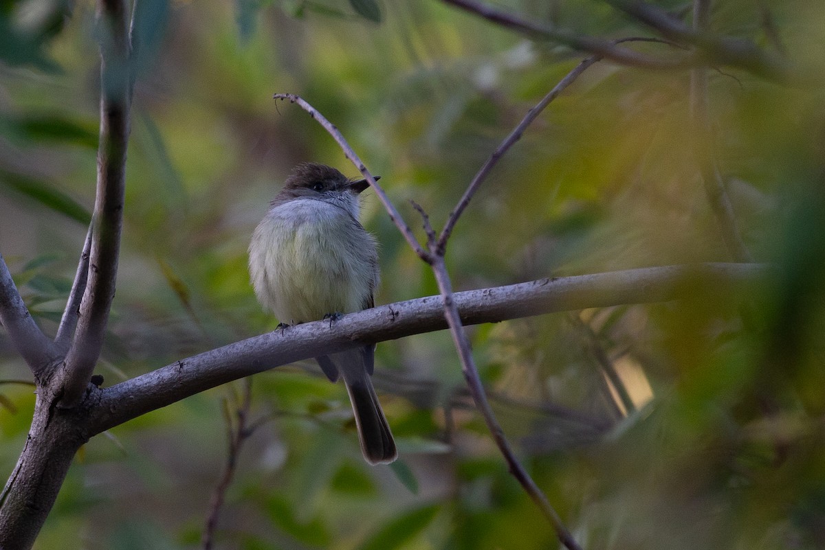 Dusky-capped Flycatcher - ML620623088