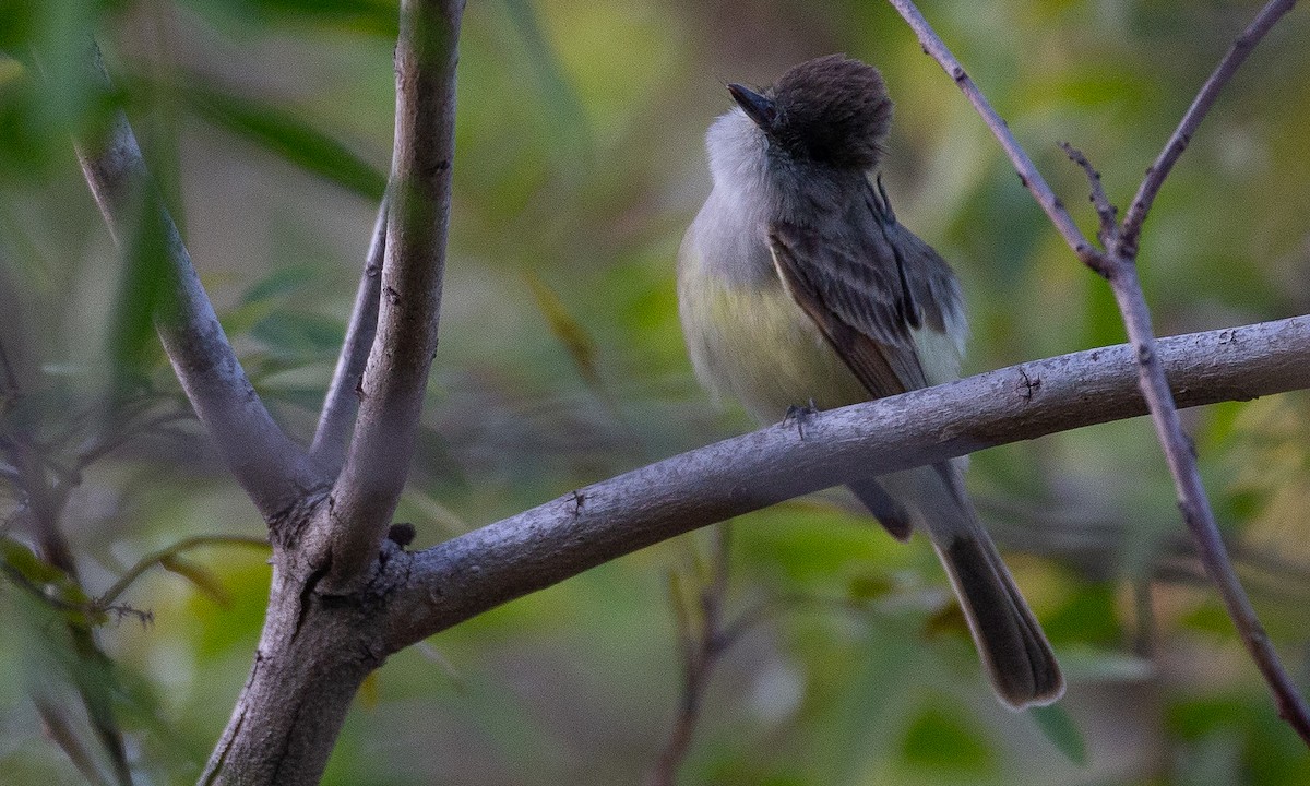 Dusky-capped Flycatcher - ML620623091