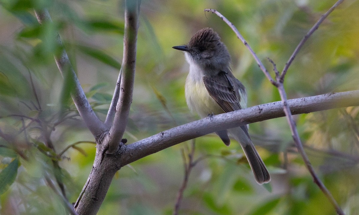 Dusky-capped Flycatcher - ML620623095