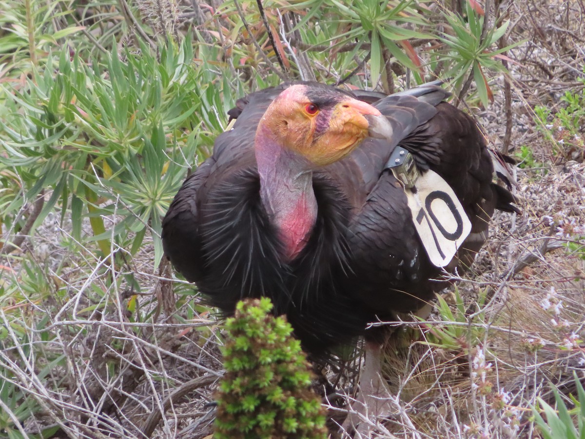 California Condor - Kyan Russell