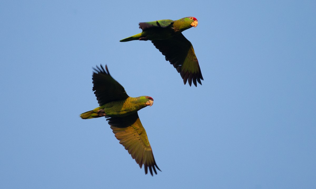 メキシコアカボウシインコ - ML620623101