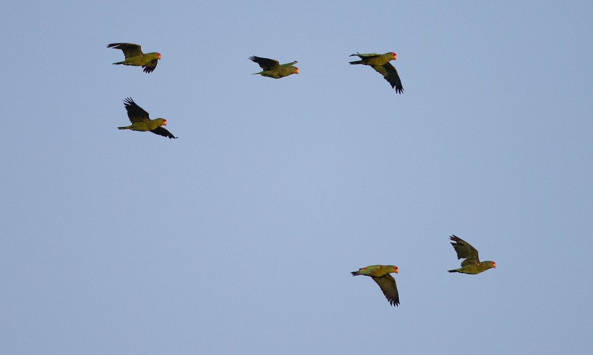 Red-crowned Parrot - ML620623102