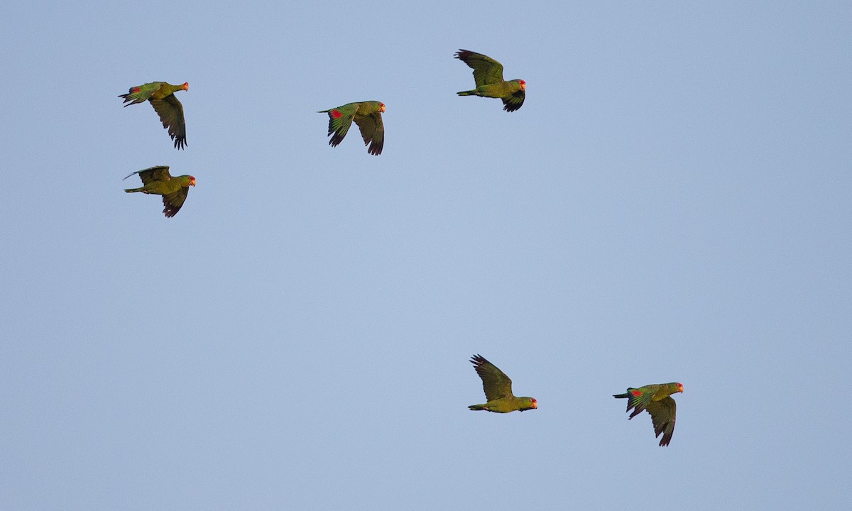 Red-crowned Parrot - ML620623103