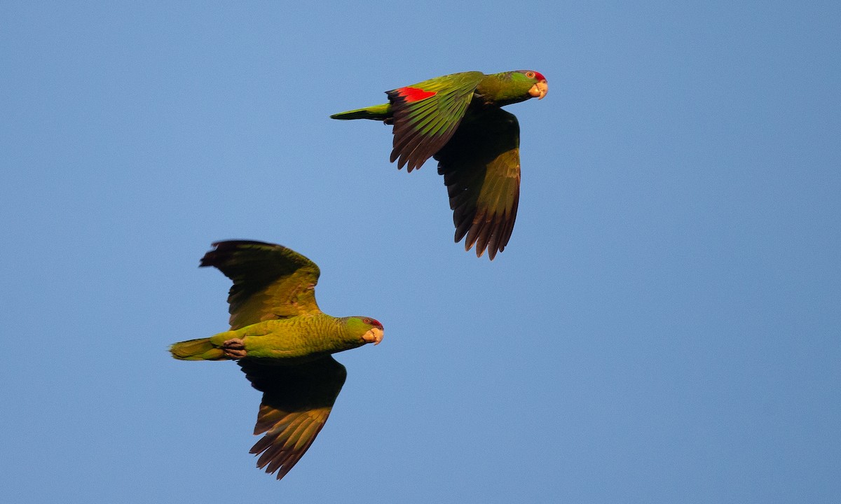 Red-crowned Parrot - Chris Wood