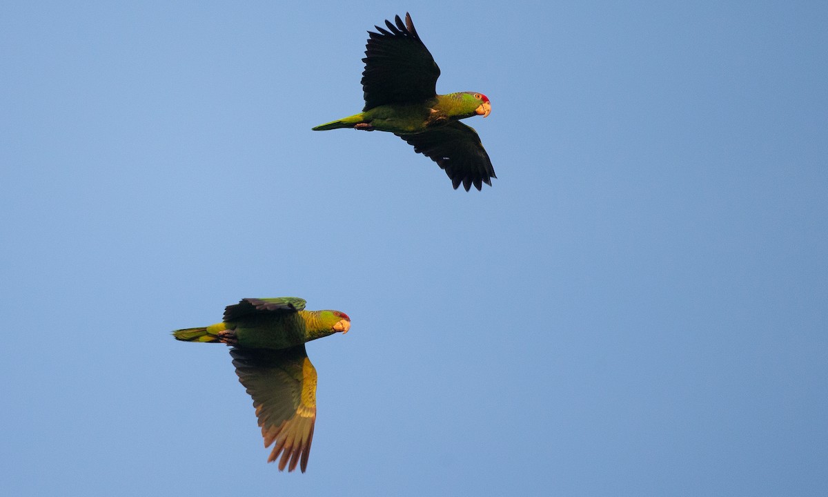 Red-crowned Parrot - ML620623105