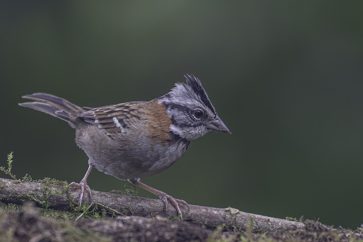 Rufous-collared Sparrow - ML620623108