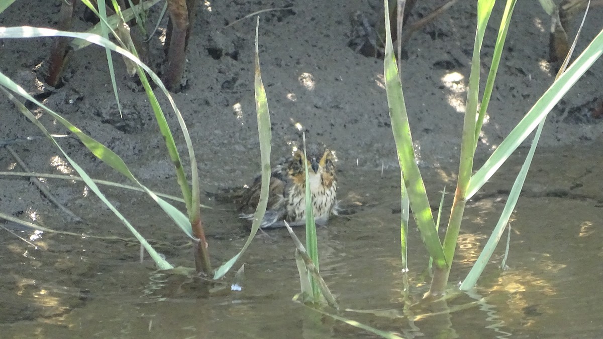 Saltmarsh Sparrow - ML620623109