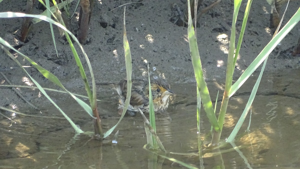 Saltmarsh Sparrow - ML620623111