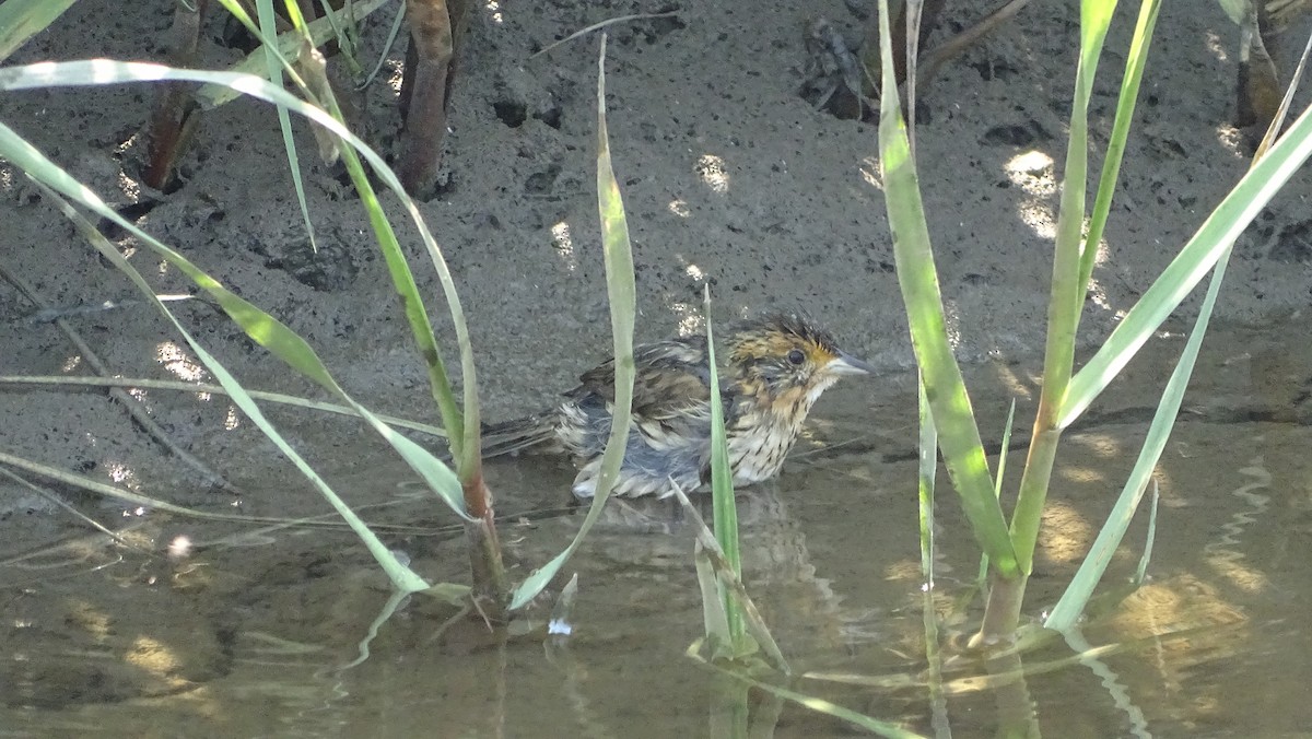 Saltmarsh Sparrow - ML620623114