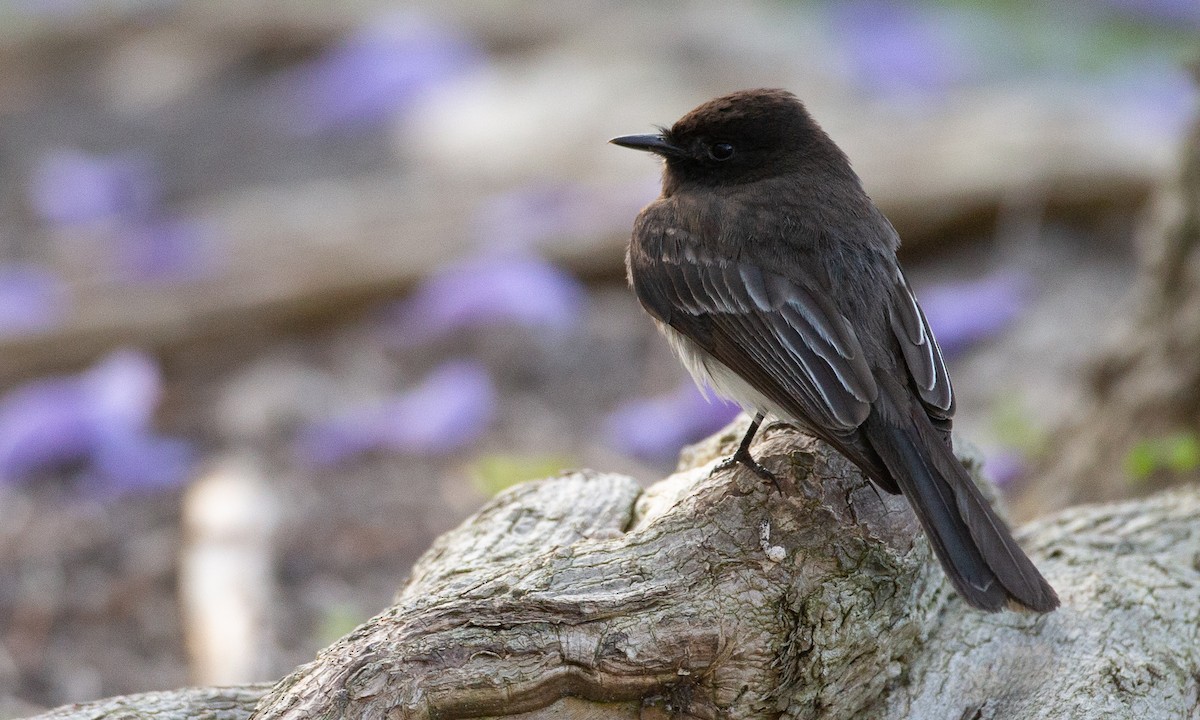 Black Phoebe - ML620623116