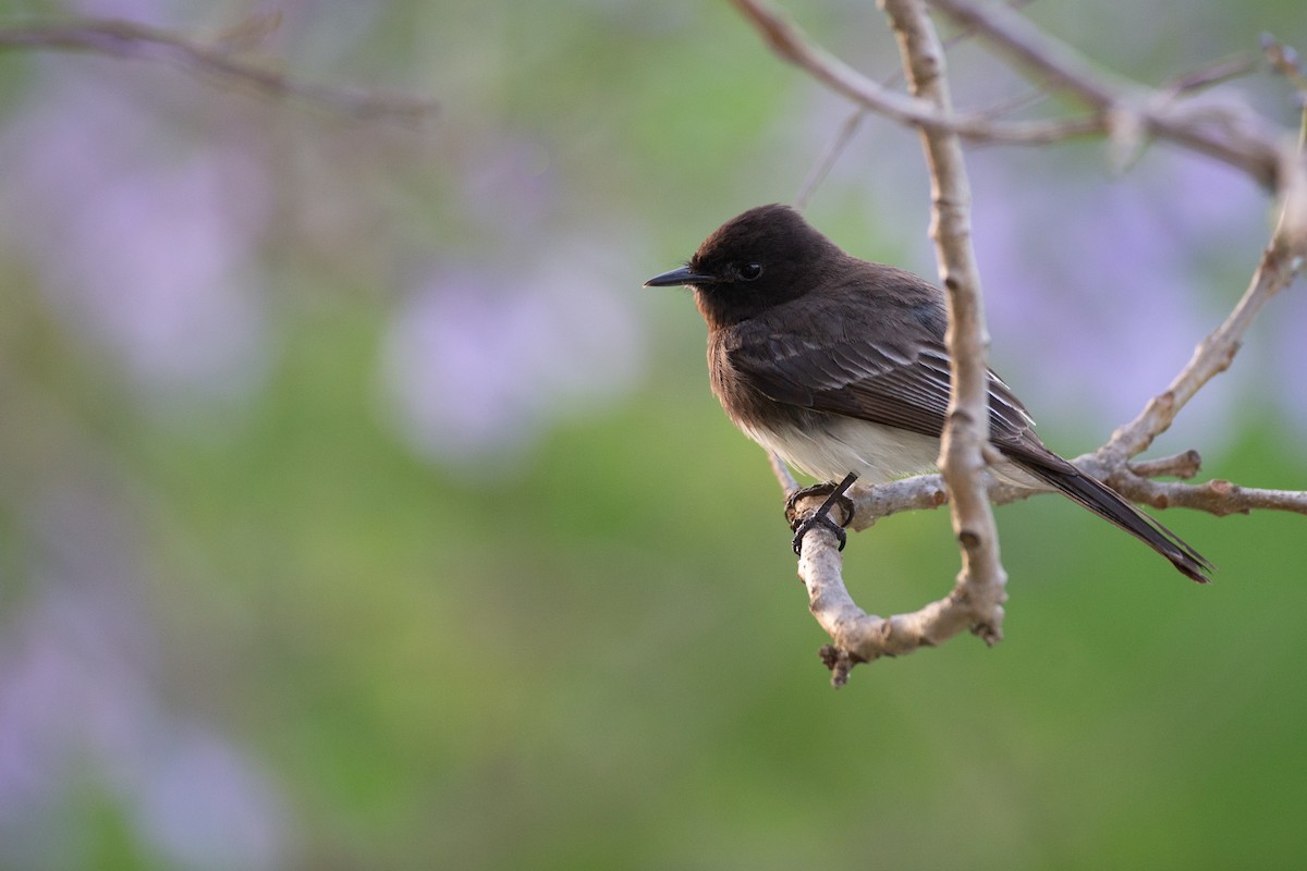 Black Phoebe - ML620623118