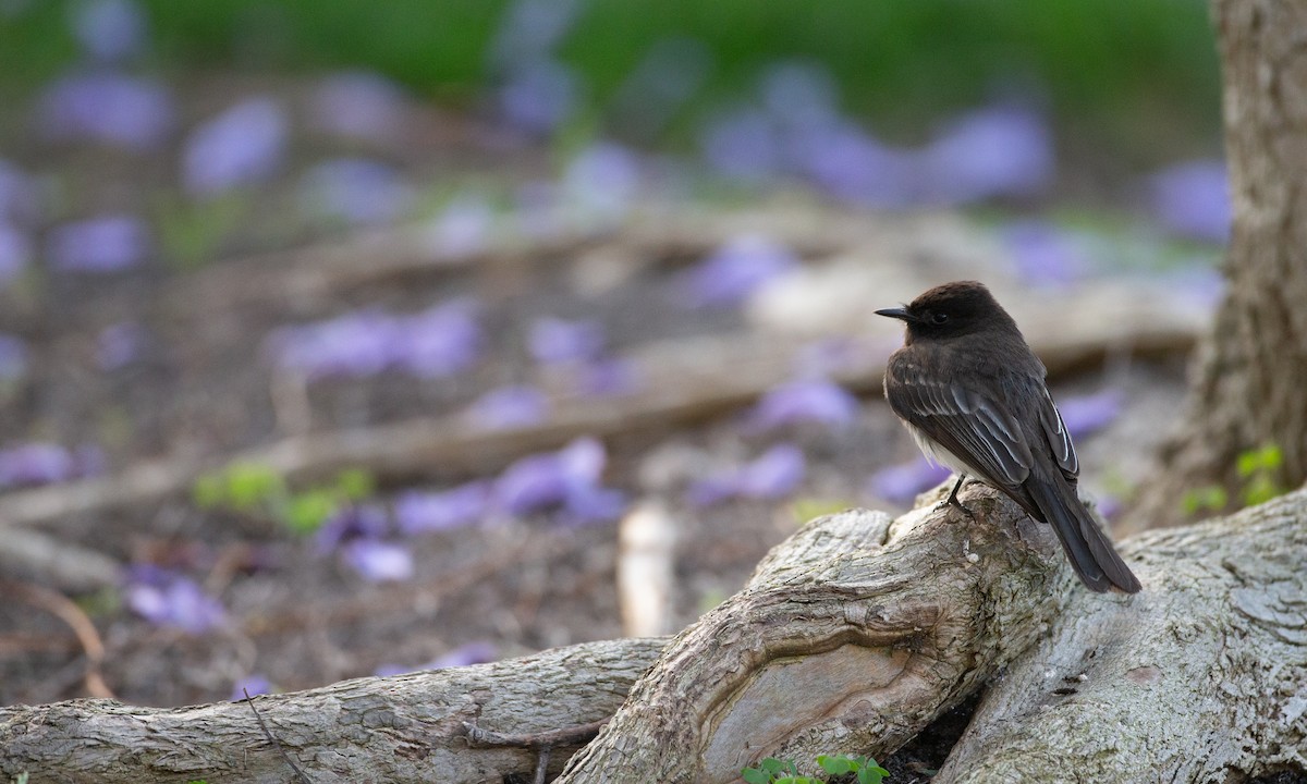 Black Phoebe - ML620623121