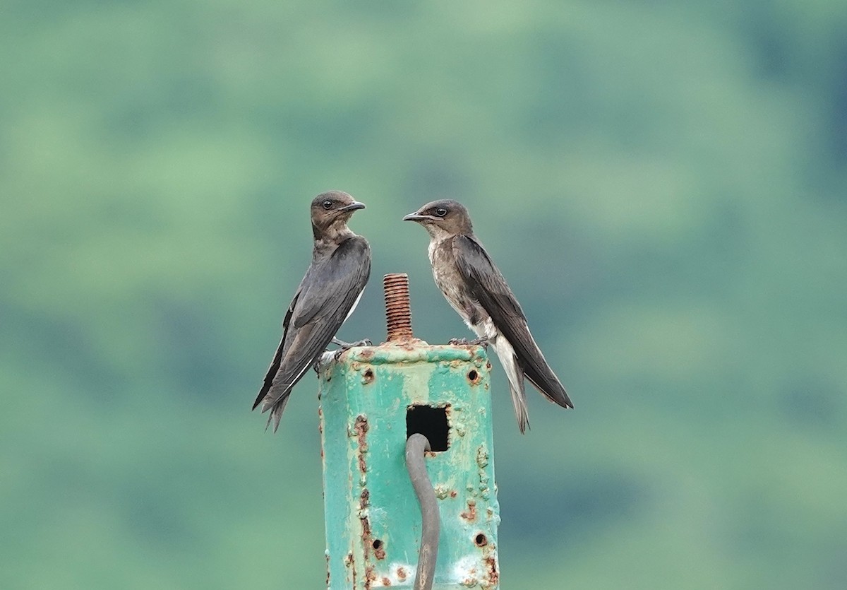 Gray-breasted Martin - ML620623123