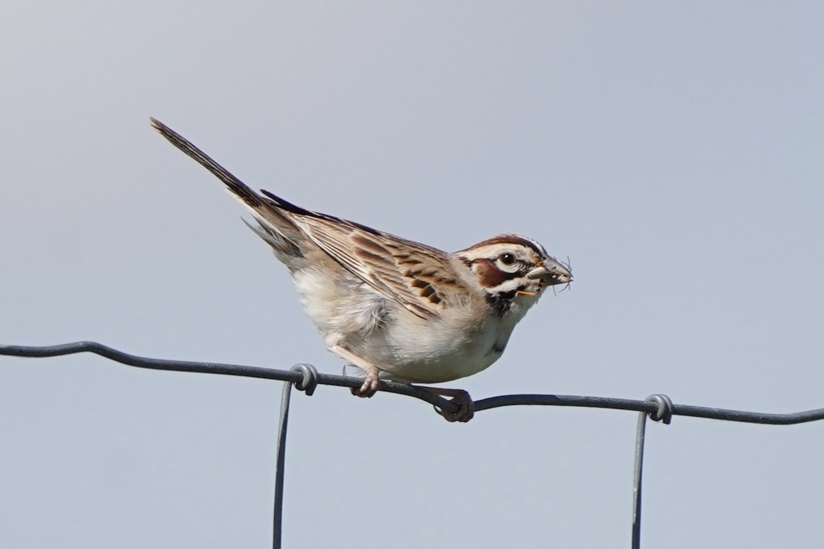 Lark Sparrow - ML620623124