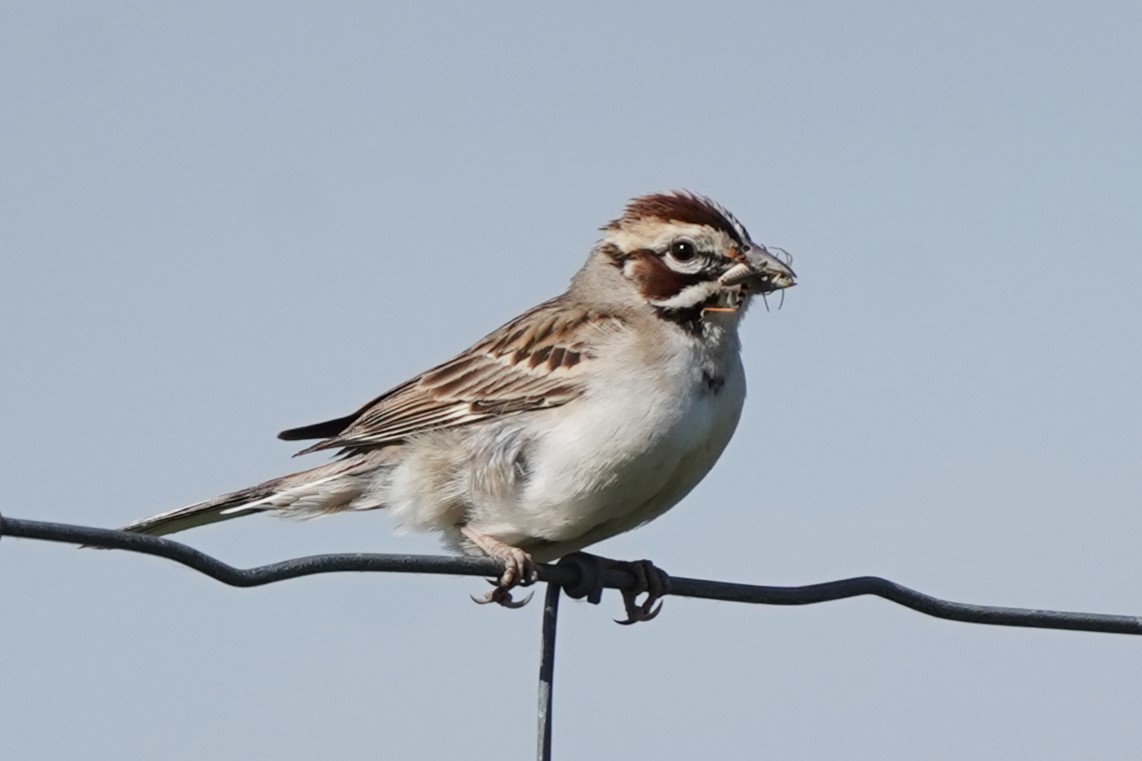 Lark Sparrow - ML620623125