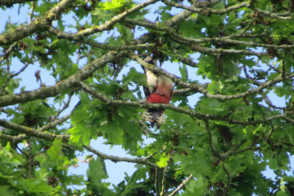 Great Spotted Woodpecker - ML620623126