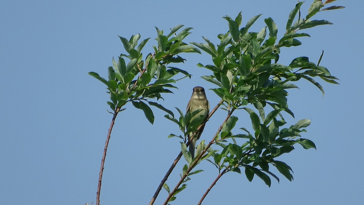 Alder Flycatcher - ML620623127