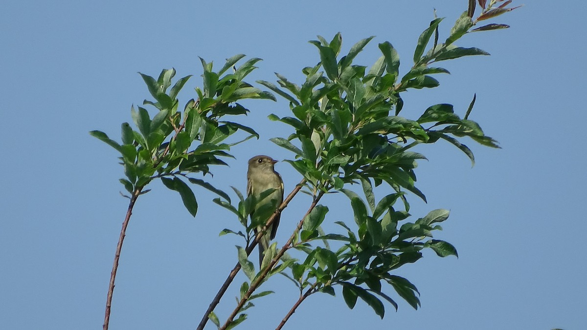 Alder Flycatcher - Amy Simmons