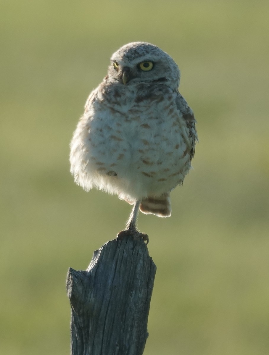 Burrowing Owl - ML620623129