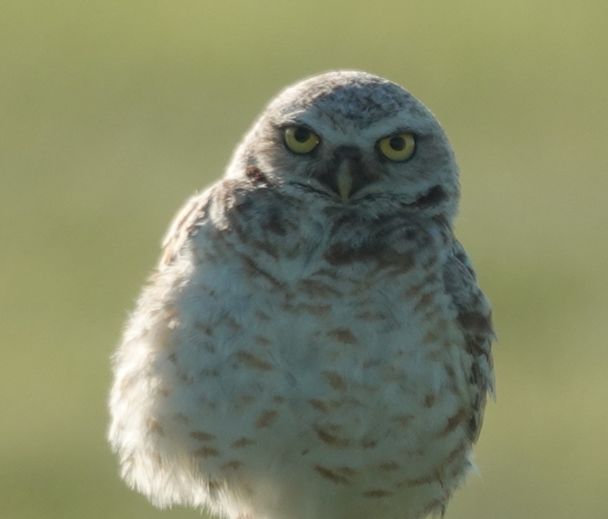 Burrowing Owl - ML620623132