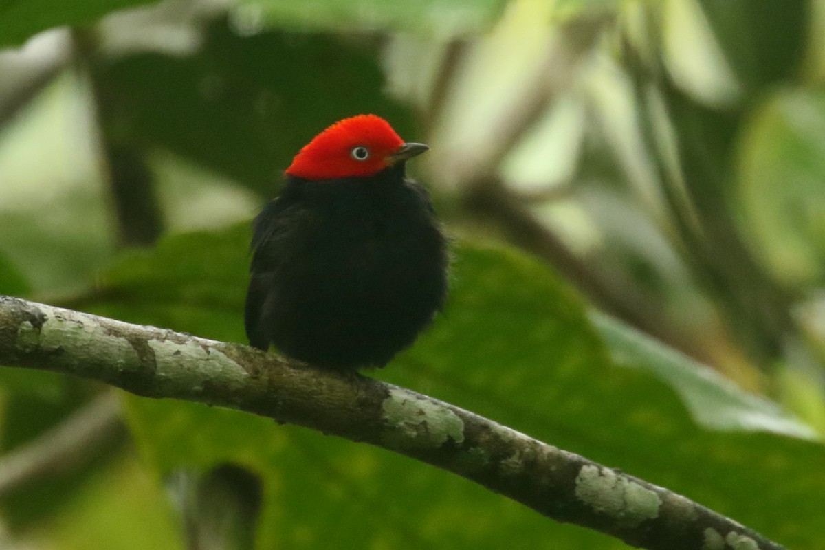 Red-capped Manakin - ML620623138