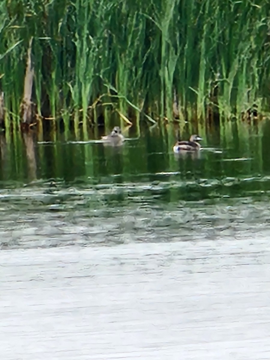 Pied-billed Grebe - ML620623140