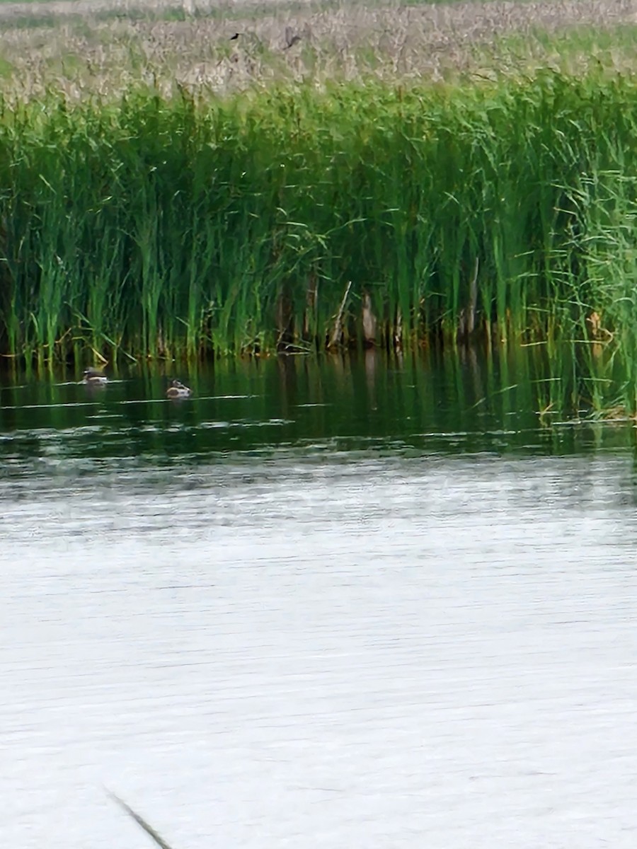 Pied-billed Grebe - ML620623141