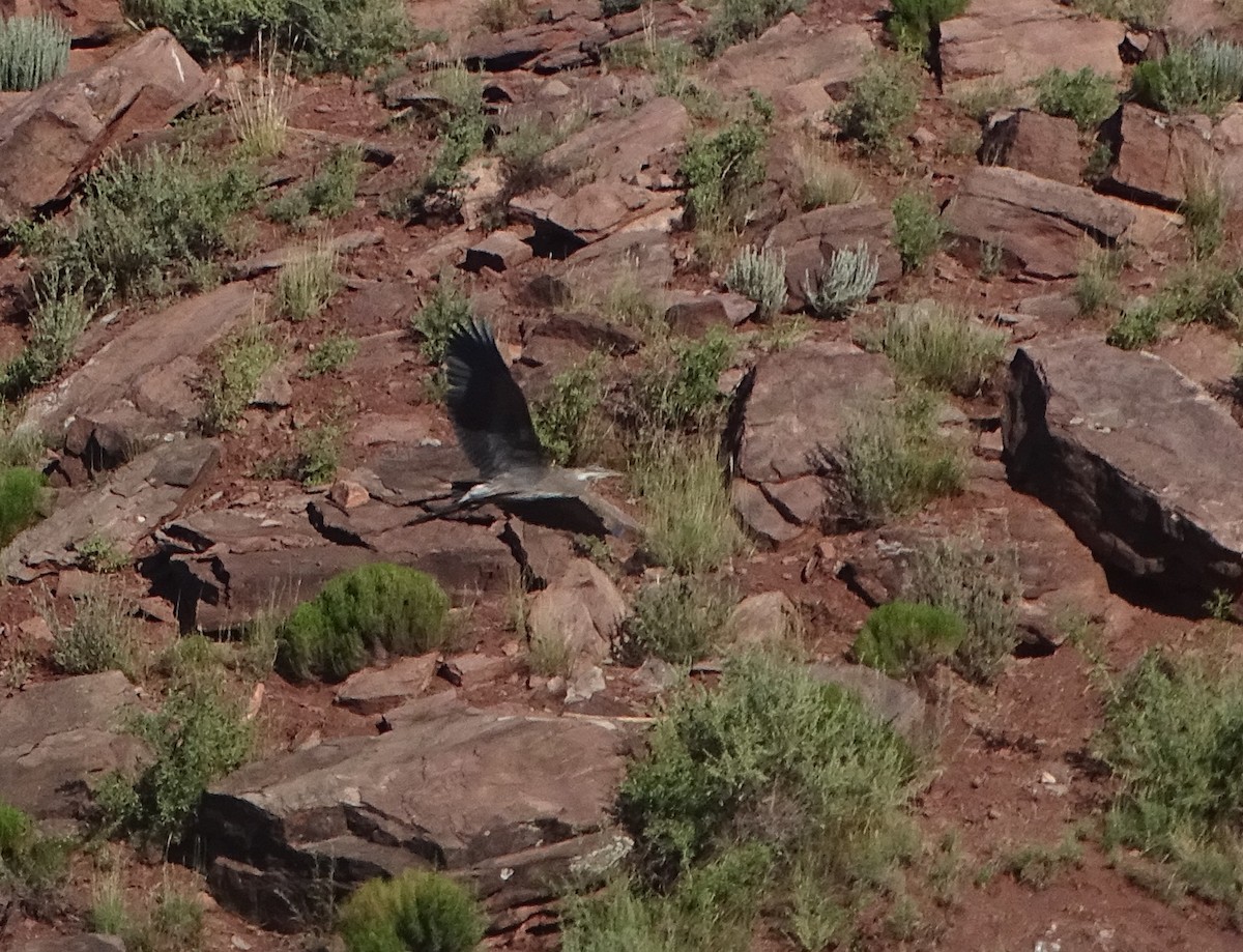 Great Blue Heron - ML620623143