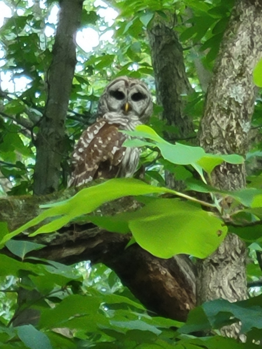 Barred Owl - ML620623147