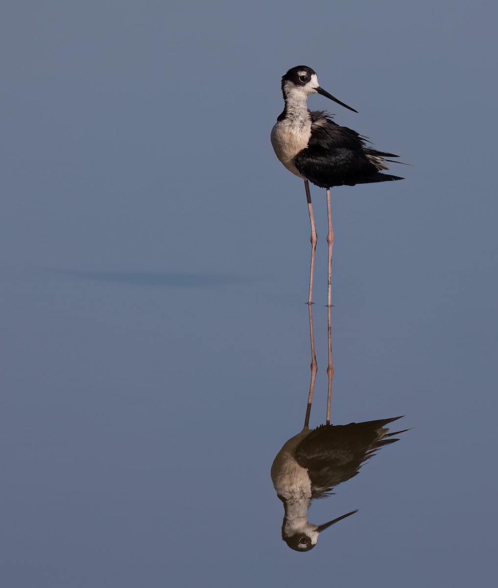 Black-necked Stilt (Black-necked) - ML620623149