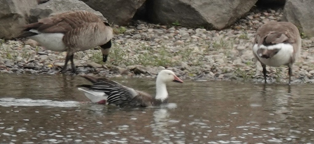 Snow Goose - ML620623154