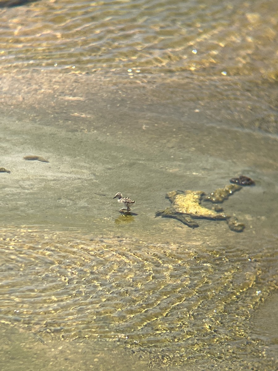 Black-necked Stilt - ML620623155